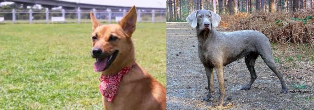 Slovensky Hrubosrsty Stavac vs Formosan Mountain Dog - Breed Comparison
