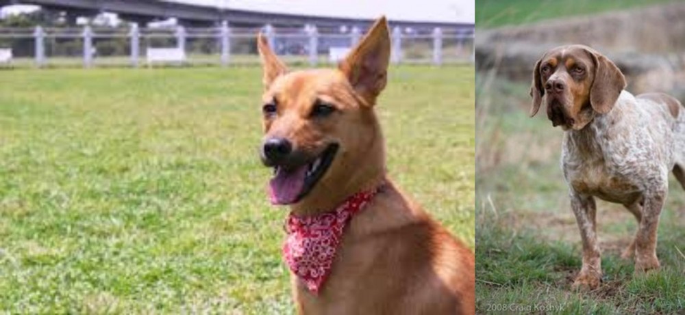 Spanish Pointer vs Formosan Mountain Dog - Breed Comparison