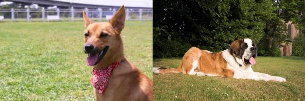St. Bernard vs Formosan Mountain Dog - Breed Comparison