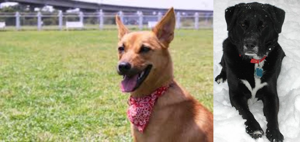 St. John's Water Dog vs Formosan Mountain Dog - Breed Comparison