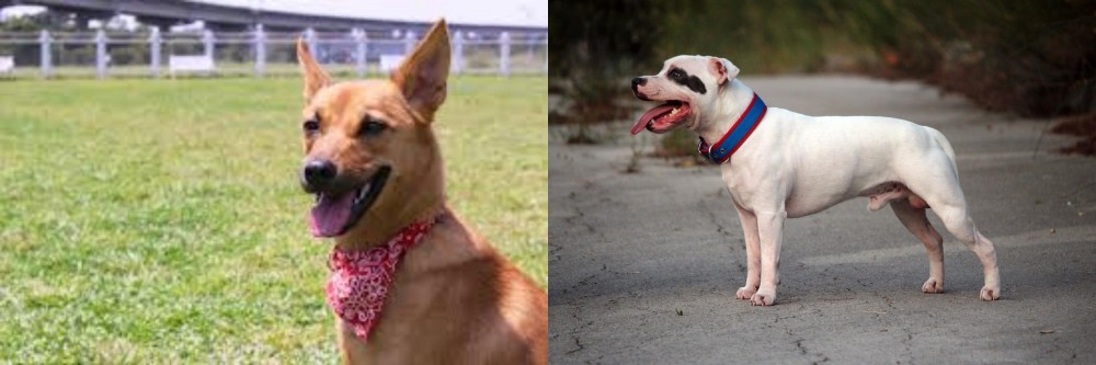 Staffordshire Bull Terrier vs Formosan Mountain Dog - Breed Comparison
