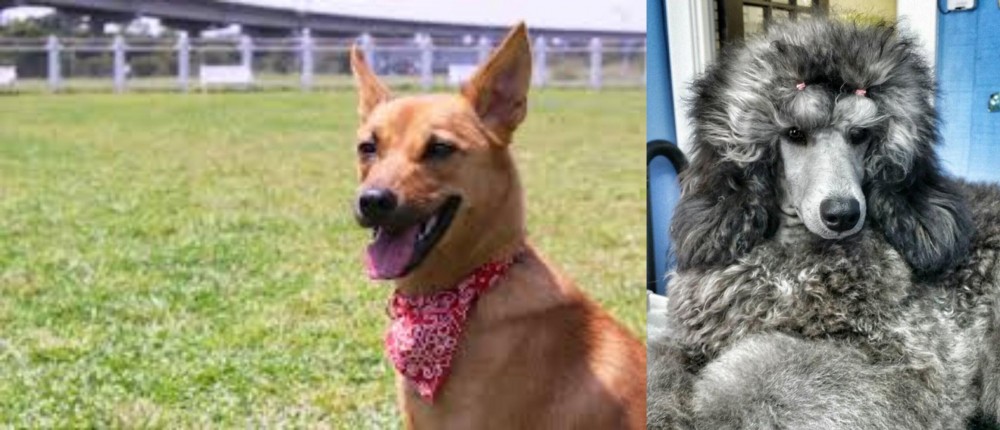 Standard Poodle vs Formosan Mountain Dog - Breed Comparison