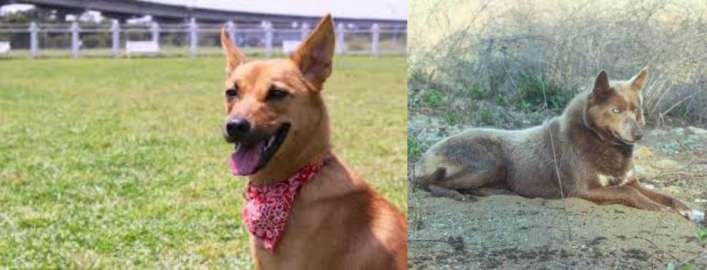 Tahltan Bear Dog vs Formosan Mountain Dog - Breed Comparison