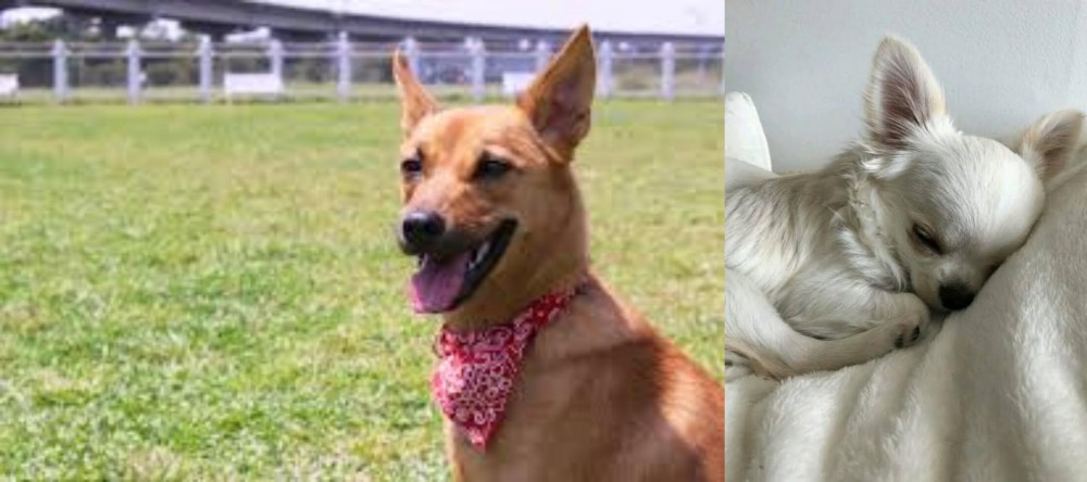 Tea Cup Chihuahua vs Formosan Mountain Dog - Breed Comparison
