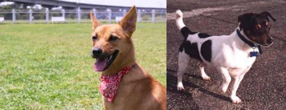 Teddy Roosevelt Terrier vs Formosan Mountain Dog - Breed Comparison
