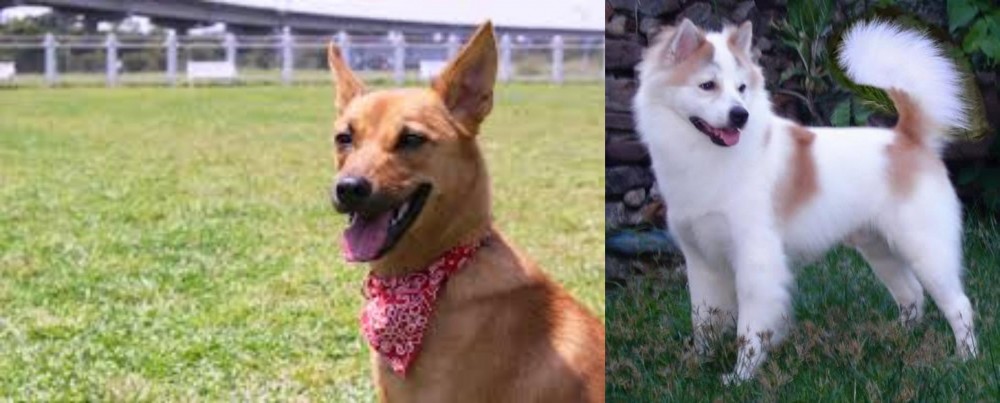 Thai Bangkaew vs Formosan Mountain Dog - Breed Comparison