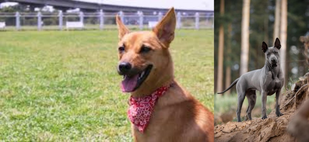 Thai Ridgeback vs Formosan Mountain Dog - Breed Comparison