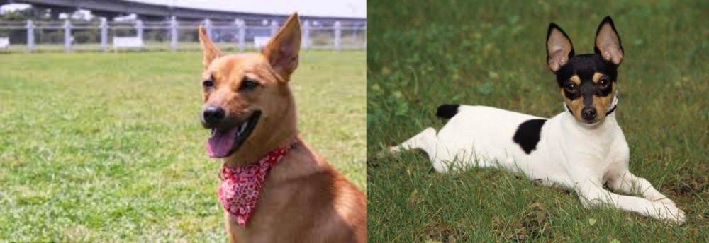 Toy Fox Terrier vs Formosan Mountain Dog - Breed Comparison