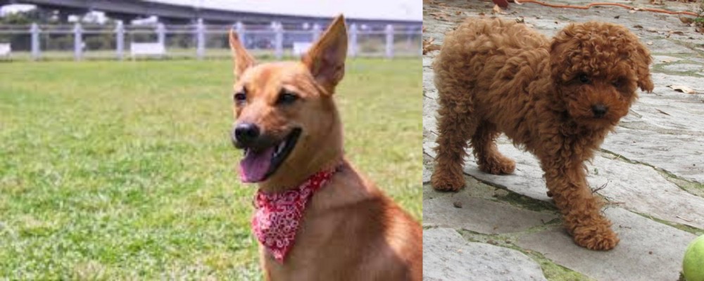 Toy Poodle vs Formosan Mountain Dog - Breed Comparison