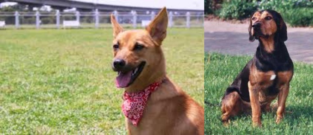 Tyrolean Hound vs Formosan Mountain Dog - Breed Comparison