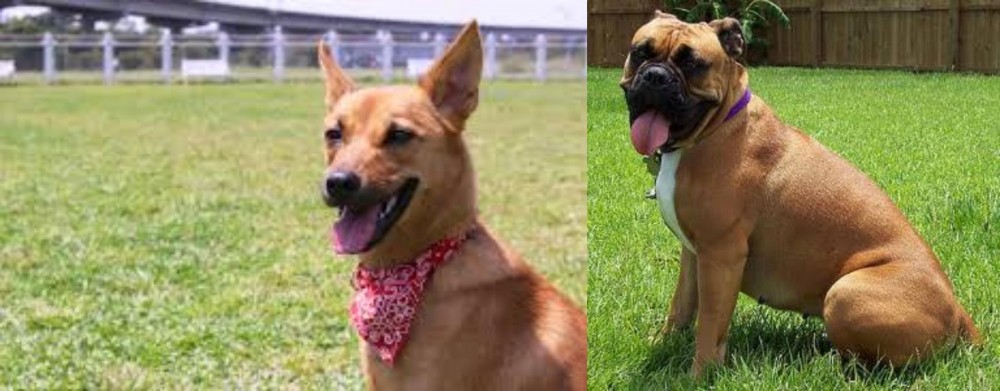 Valley Bulldog vs Formosan Mountain Dog - Breed Comparison
