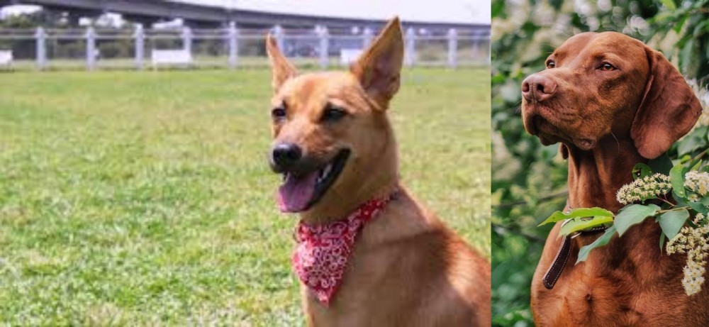 Vizsla vs Formosan Mountain Dog - Breed Comparison