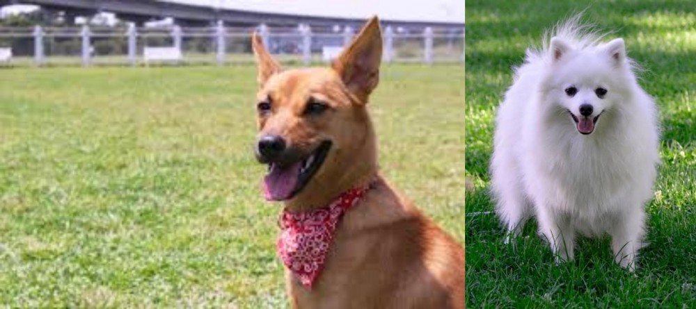 Volpino Italiano vs Formosan Mountain Dog - Breed Comparison