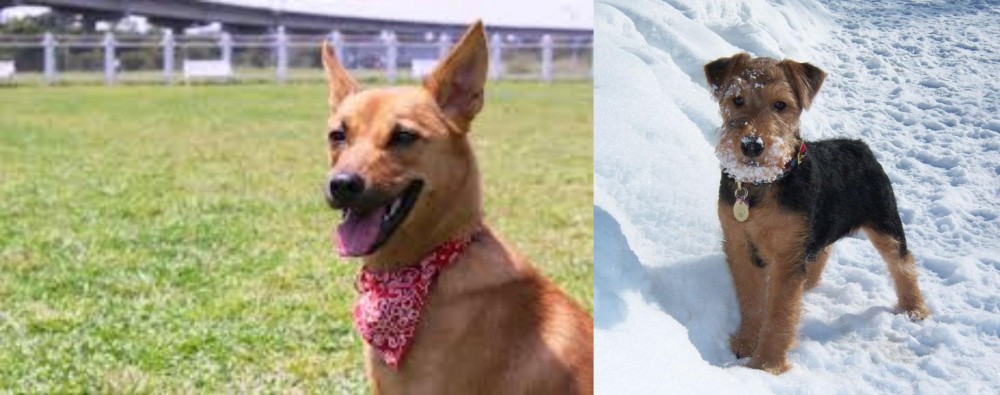 Welsh Terrier vs Formosan Mountain Dog - Breed Comparison