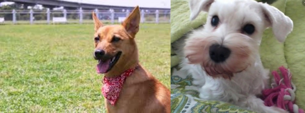 White Schnauzer vs Formosan Mountain Dog - Breed Comparison