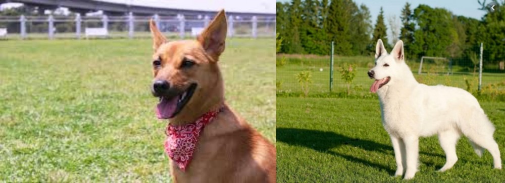 White Shepherd vs Formosan Mountain Dog - Breed Comparison