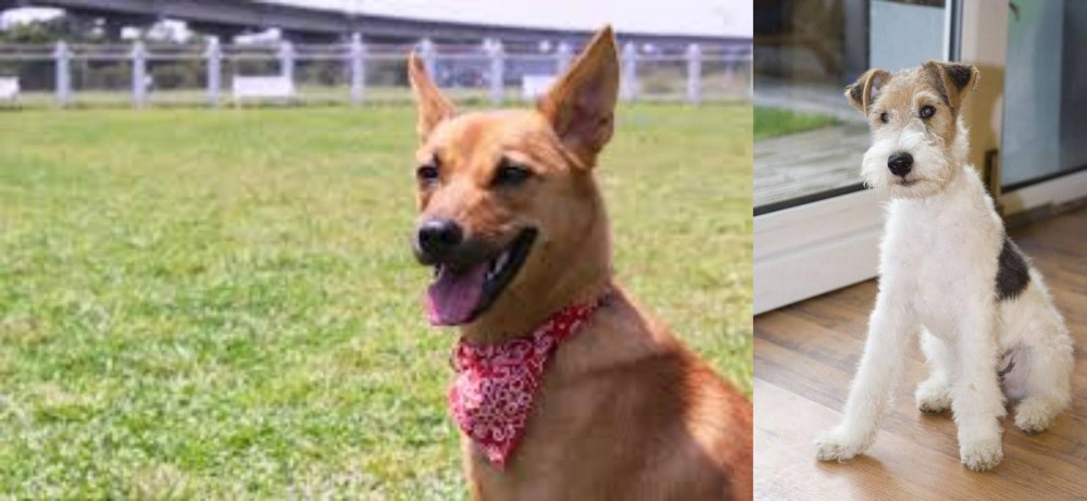 Wire Fox Terrier vs Formosan Mountain Dog - Breed Comparison