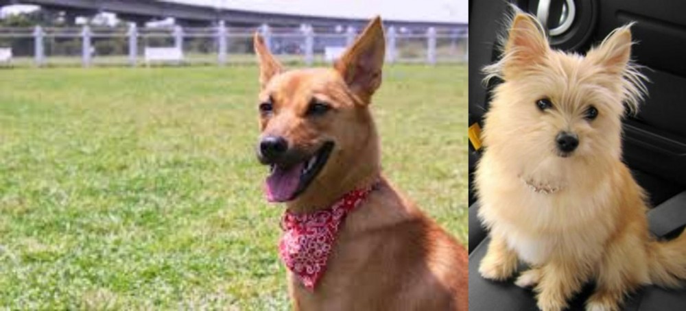 Yoranian vs Formosan Mountain Dog - Breed Comparison
