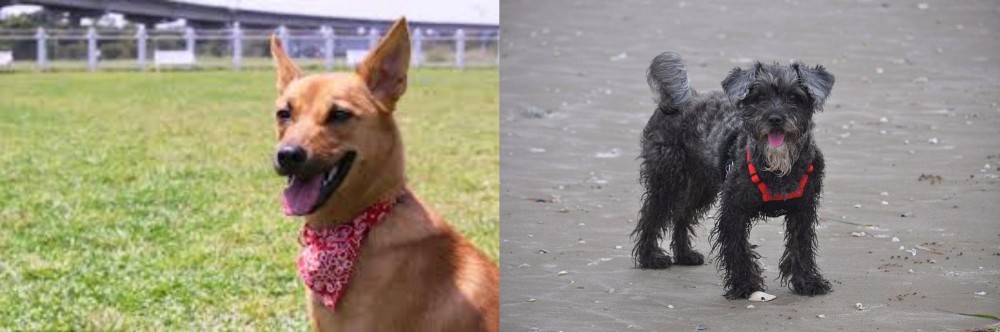 YorkiePoo vs Formosan Mountain Dog - Breed Comparison