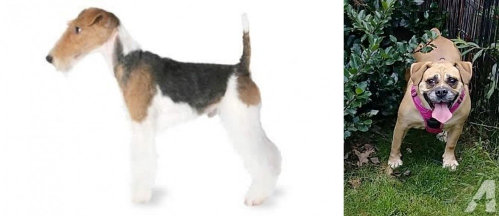Beabull vs Fox Terrier - Breed Comparison