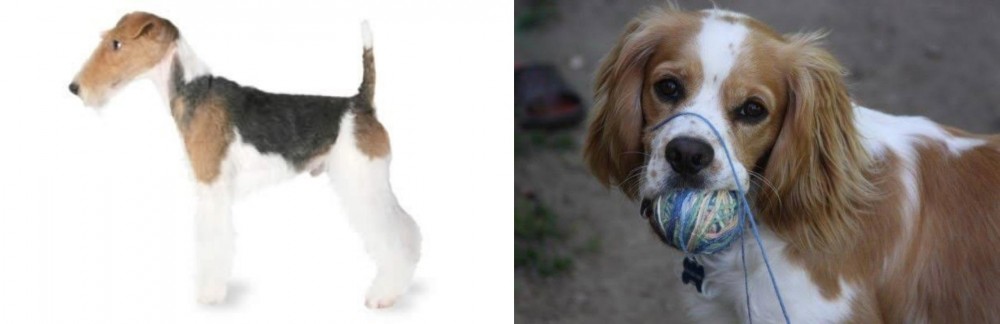 Cockalier vs Fox Terrier - Breed Comparison