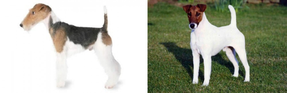 Fox Terrier (Smooth) vs Fox Terrier - Breed Comparison