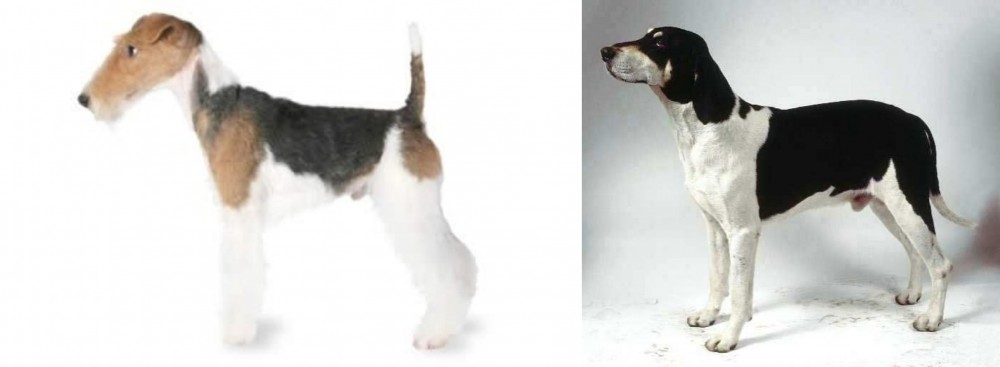 Francais Blanc et Noir vs Fox Terrier - Breed Comparison