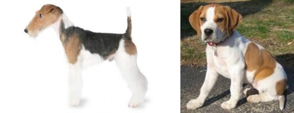 Francais Blanc et Orange vs Fox Terrier - Breed Comparison