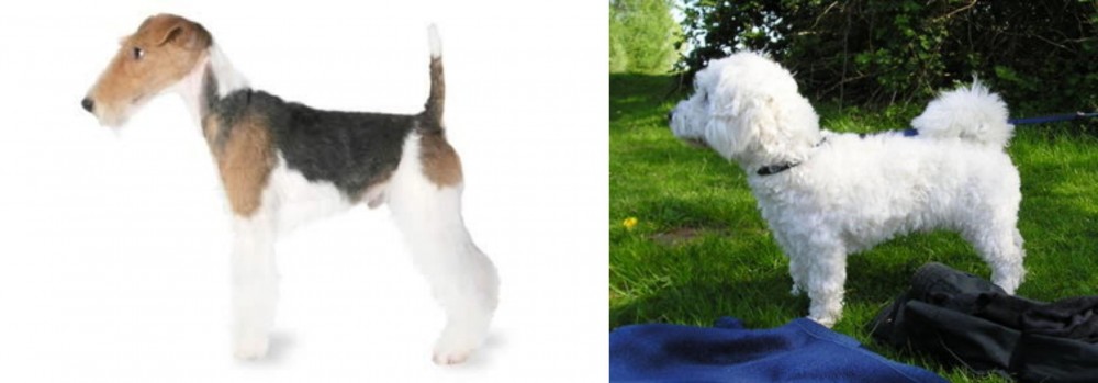 Franzuskaya Bolonka vs Fox Terrier - Breed Comparison