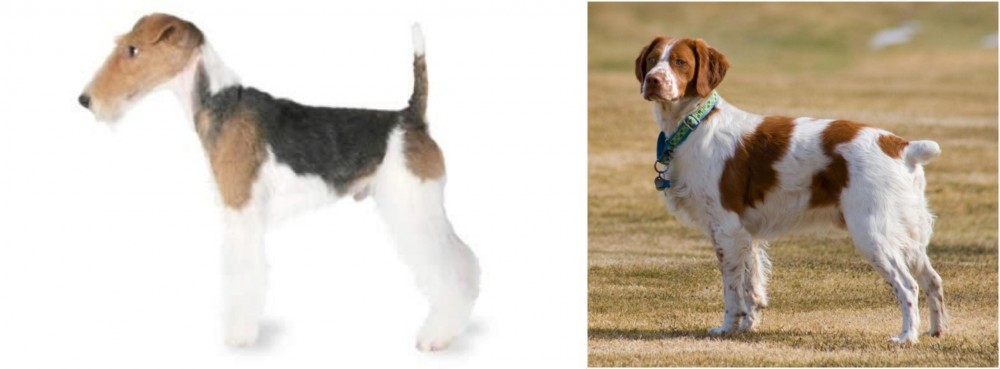 French Brittany vs Fox Terrier - Breed Comparison