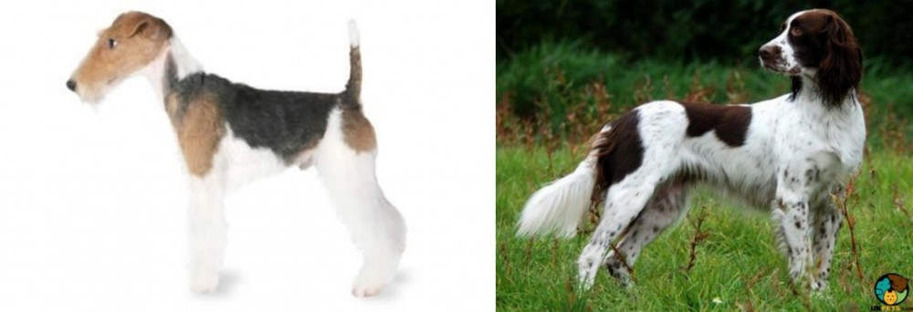 French Spaniel vs Fox Terrier - Breed Comparison