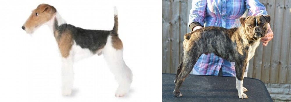 Fruggle vs Fox Terrier - Breed Comparison