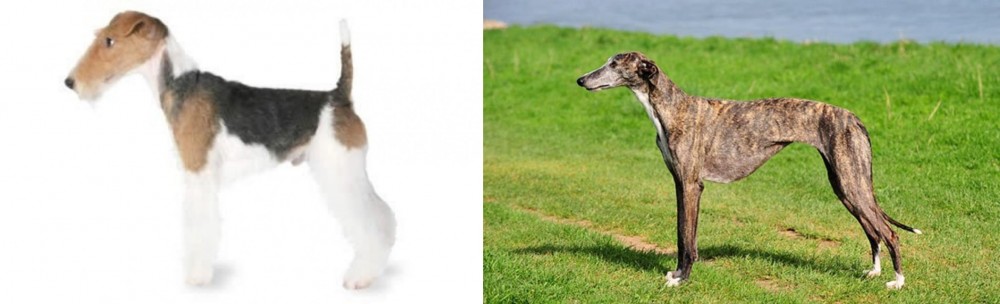 Galgo Espanol vs Fox Terrier - Breed Comparison