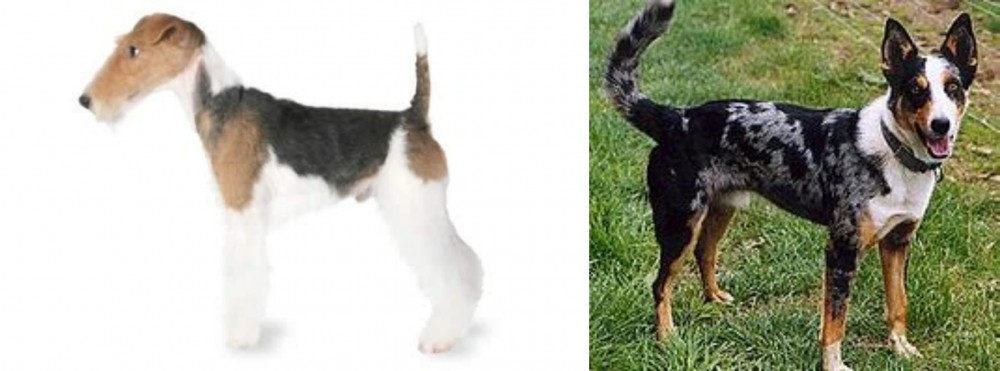 German Coolie vs Fox Terrier - Breed Comparison