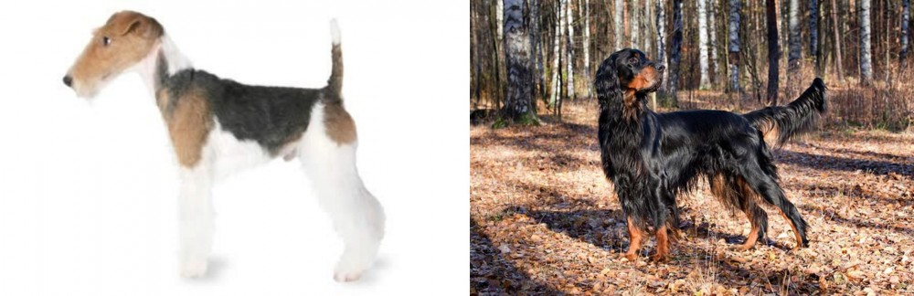 Gordon Setter vs Fox Terrier - Breed Comparison