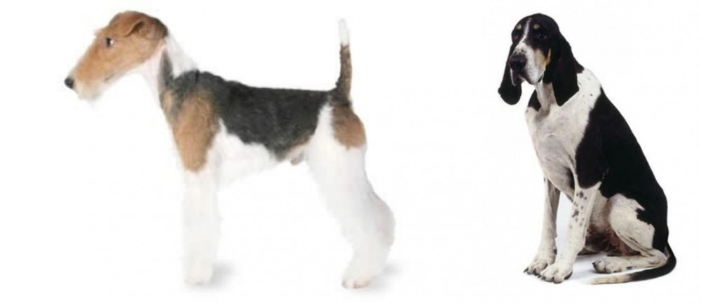 Grand Anglo-Francais Blanc et Noir vs Fox Terrier - Breed Comparison