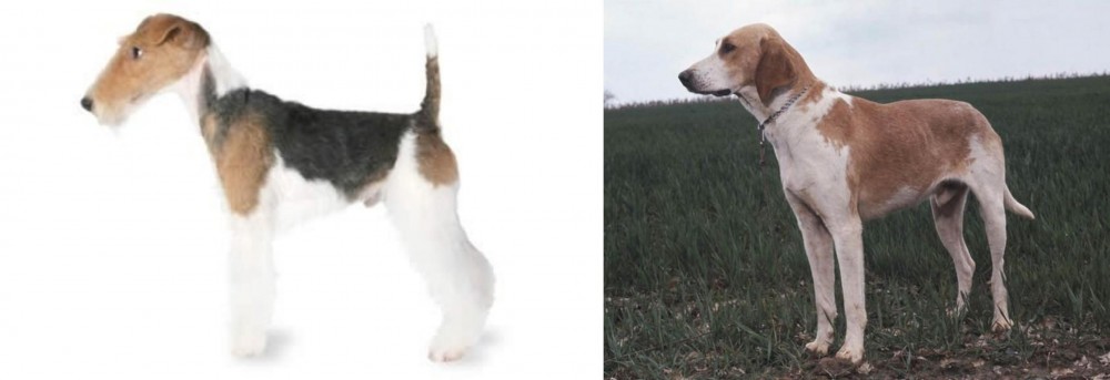 Grand Anglo-Francais Blanc et Orange vs Fox Terrier - Breed Comparison