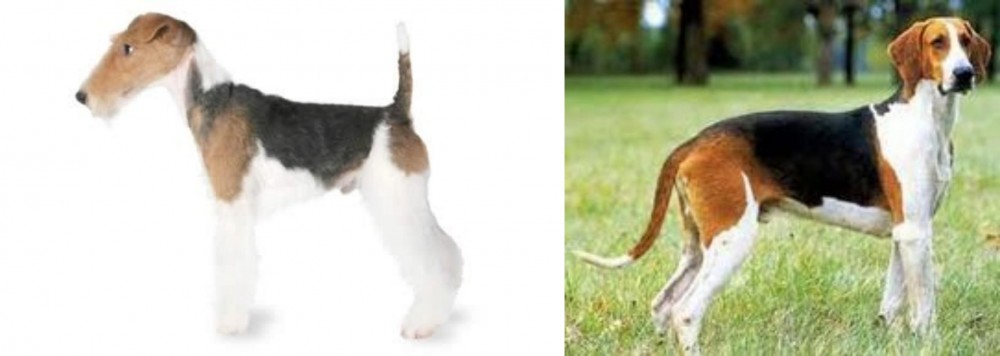 Grand Anglo-Francais Tricolore vs Fox Terrier - Breed Comparison