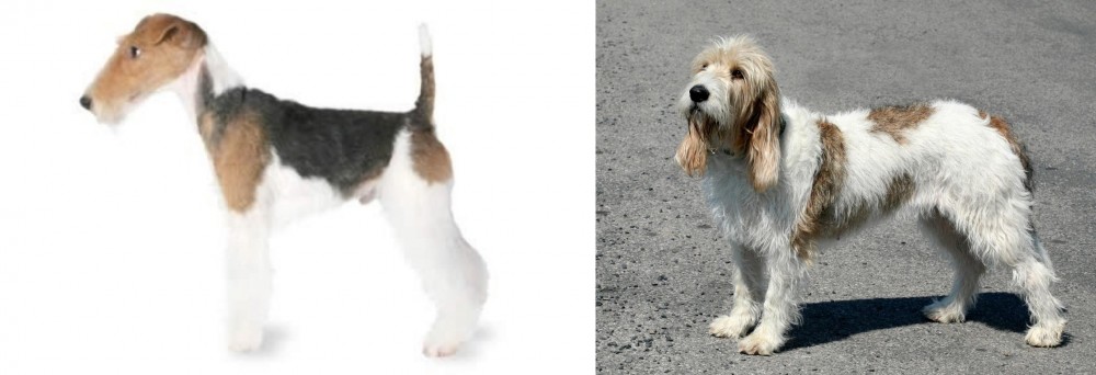 Grand Basset Griffon Vendeen vs Fox Terrier - Breed Comparison