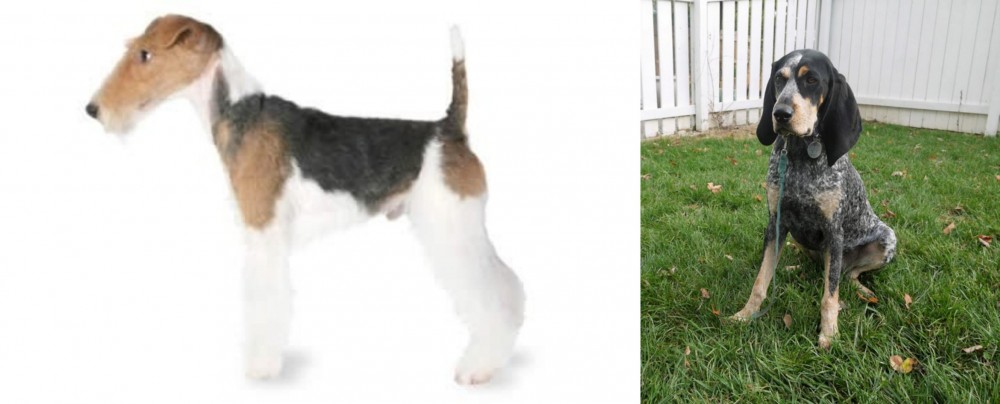 Grand Bleu de Gascogne vs Fox Terrier - Breed Comparison
