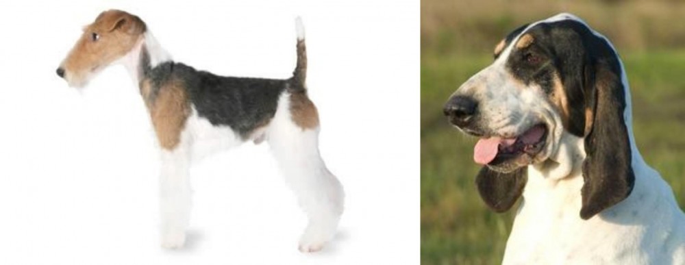 Grand Gascon Saintongeois vs Fox Terrier - Breed Comparison