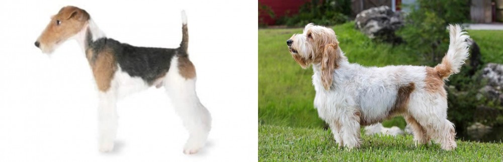 Grand Griffon Vendeen vs Fox Terrier - Breed Comparison