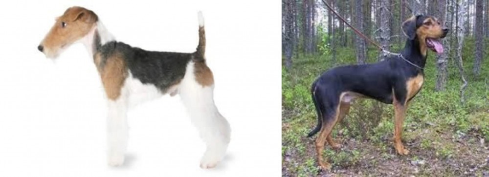 Greek Harehound vs Fox Terrier - Breed Comparison