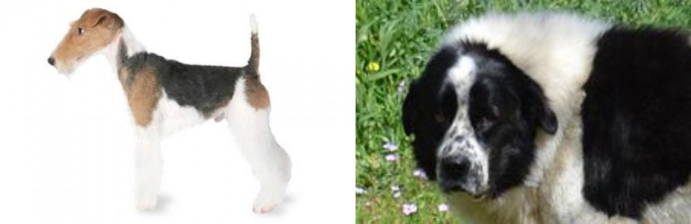 Greek Sheepdog vs Fox Terrier - Breed Comparison