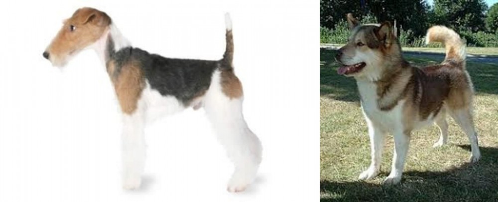 Greenland Dog vs Fox Terrier - Breed Comparison
