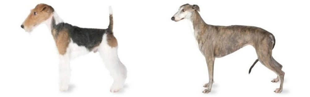 Greyhound vs Fox Terrier - Breed Comparison