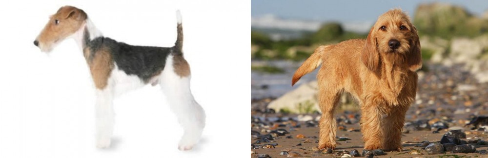 Griffon Fauve de Bretagne vs Fox Terrier - Breed Comparison