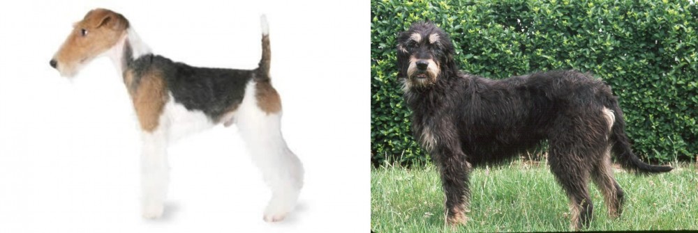 Griffon Nivernais vs Fox Terrier - Breed Comparison