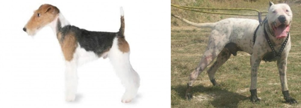 Gull Dong vs Fox Terrier - Breed Comparison