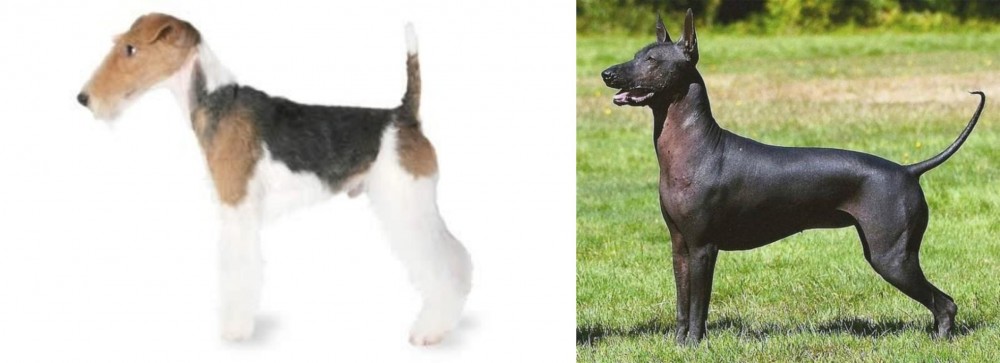 Hairless Khala vs Fox Terrier - Breed Comparison